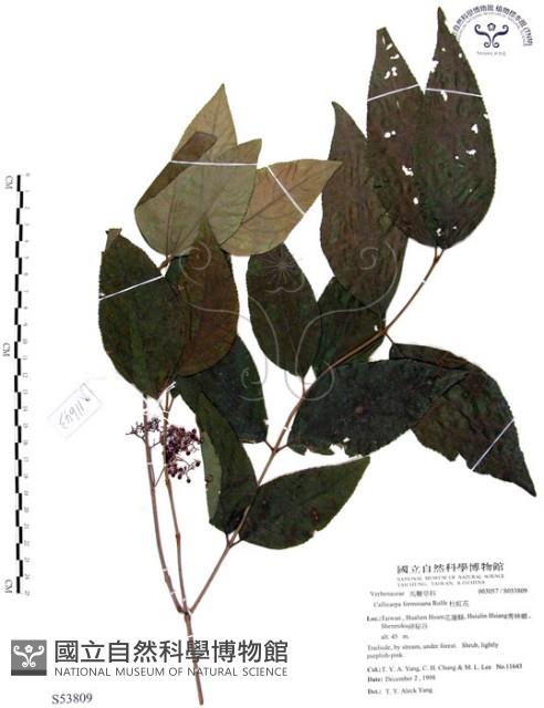 Formosan beauty-berry Collection Image