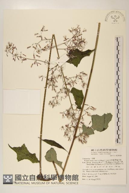 山苦藚、假福王草藏品圖，第1張