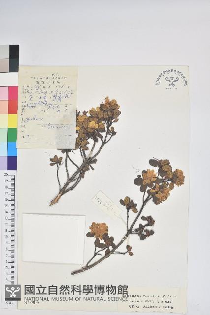 金黃杜鵑藏品圖，第1張