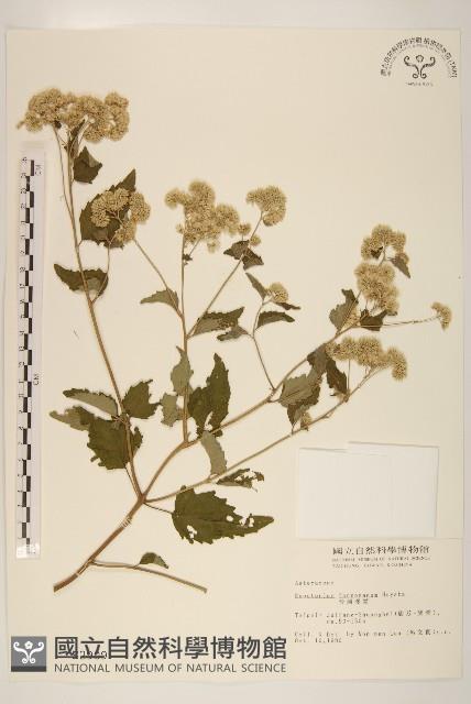 臺灣澤蘭藏品圖，第1張