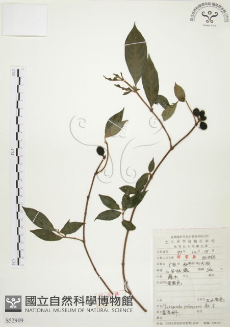 毛玉葉金花藏品圖，第1張