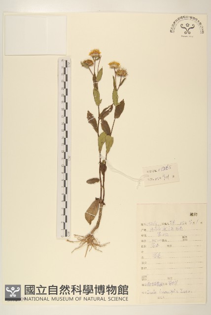 線葉旋覆花藏品圖，第1張