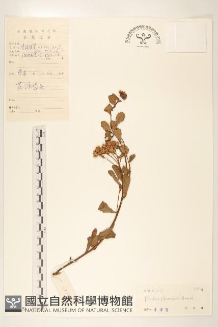 光梗闊苞菊藏品圖，第1張