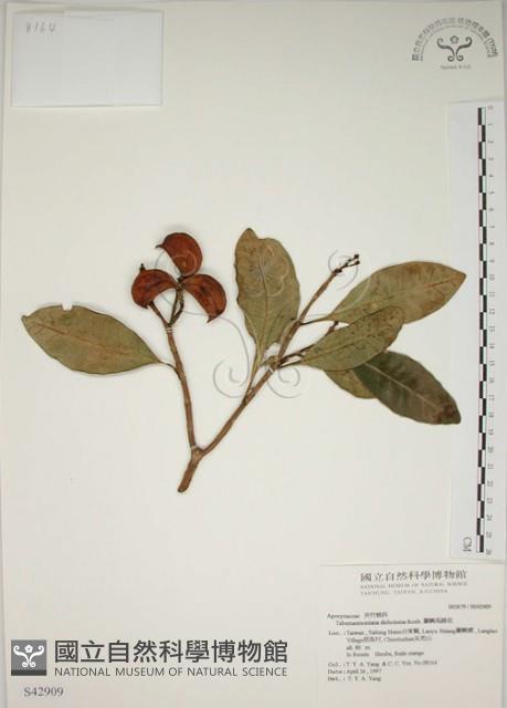 蘭嶼馬蹄花藏品圖，第1張