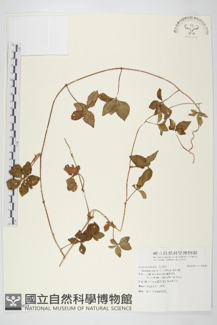 番仔藤藏品圖，第1張