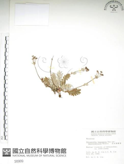 玉山金梅藏品圖，第1張