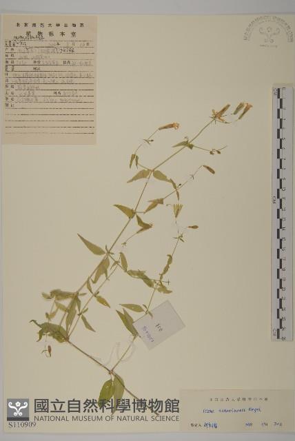 石生蠅子草、山女婁菜藏品圖，第1張