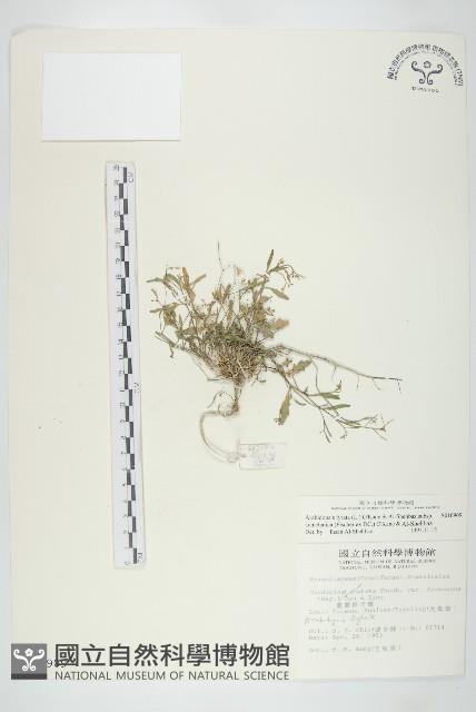 玉山筷子芥藏品圖，第1張