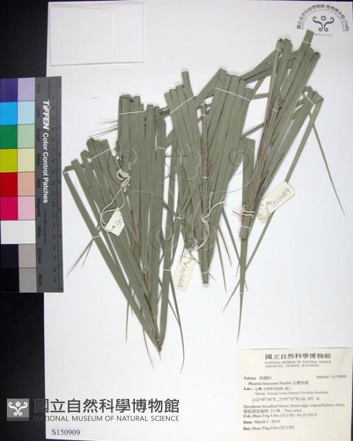 台灣海棗藏品圖，第1張