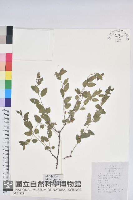 雀兒舌頭藏品圖，第1張