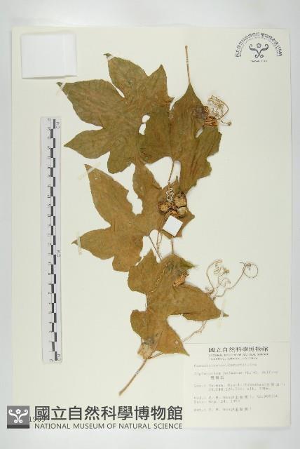 雙輪瓜藏品圖，第1張