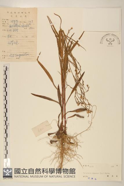 白頂飛蓬藏品圖，第1張