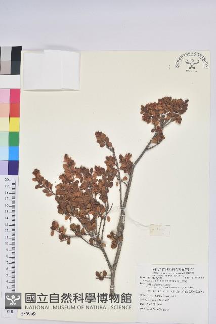 高山越橘藏品圖，第1張