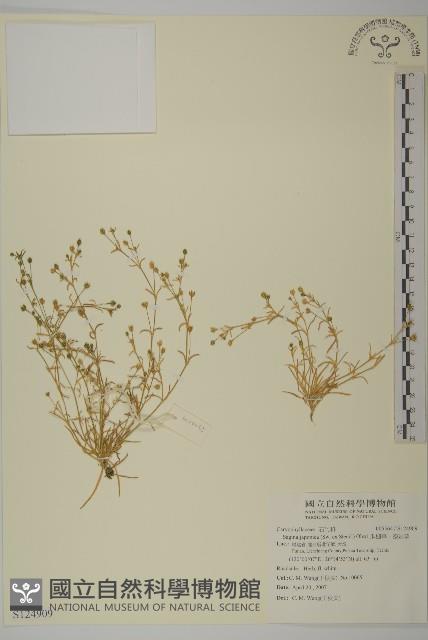 瓜槌草、漆姑草藏品圖，第1張