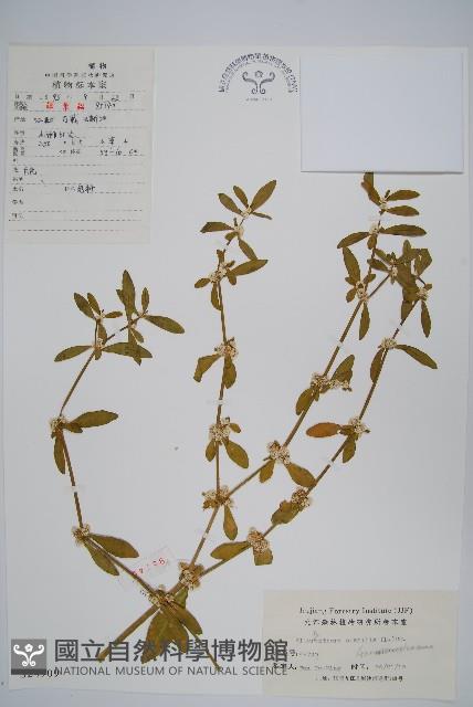 蓮子草藏品圖，第1張