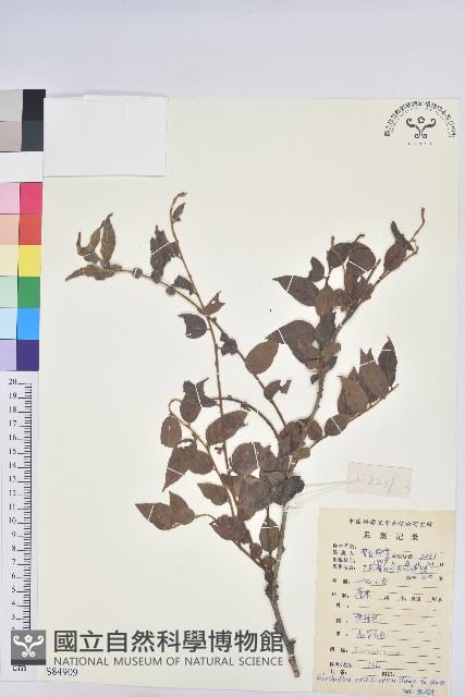 毛果算盤子藏品圖，第1張