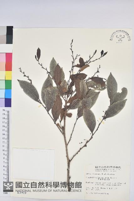 披針葉饅頭果藏品圖，第1張