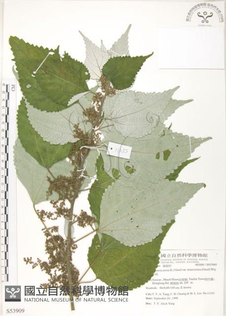 青苧麻藏品圖，第1張