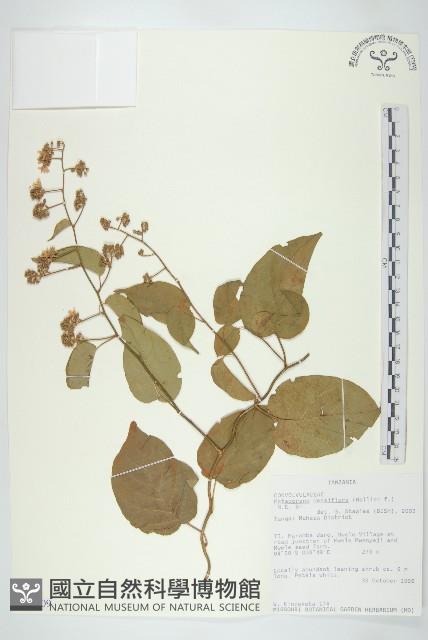 登錄號:S093909藏品圖，第1張