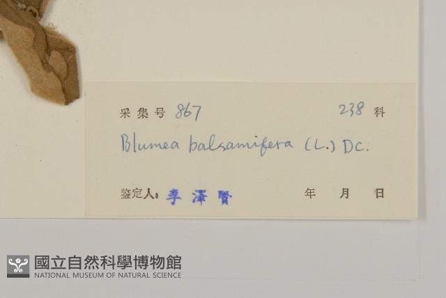 疏刺茄藏品圖，第1張