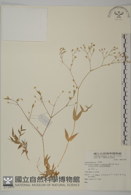 登錄號:S073909藏品圖，第1張