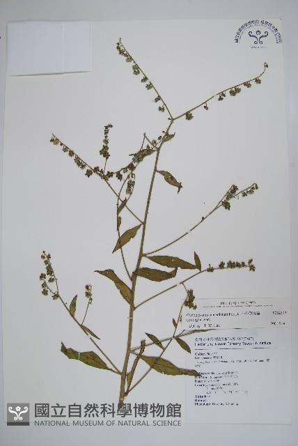 小花倒提壺藏品圖，第1張