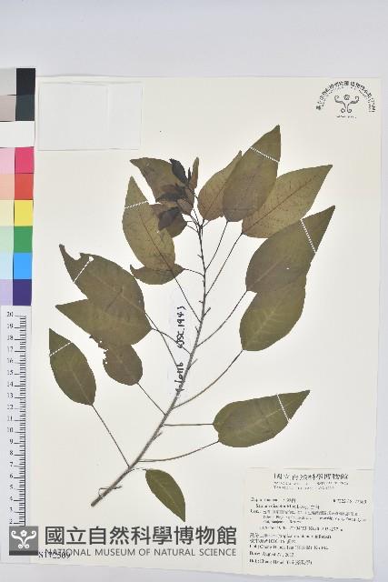 白臼藏品圖，第1張