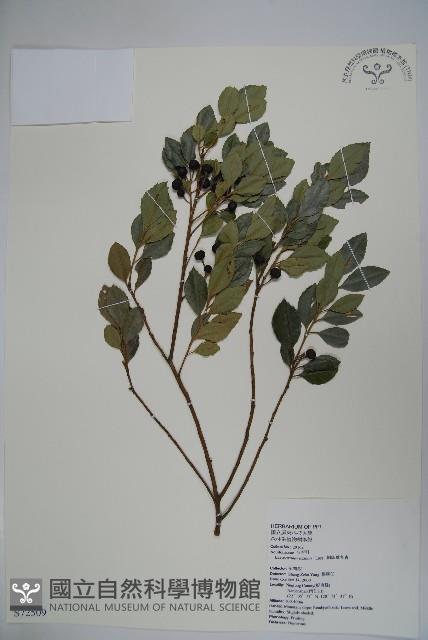 倒卵葉冬青、金平氏冬青藏品圖，第1張