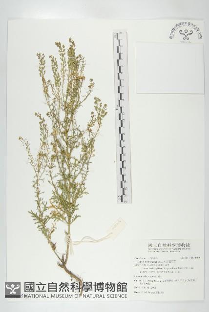 南美獨行菜藏品圖，第1張