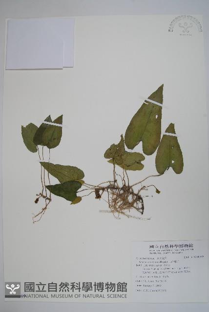 上花細辛藏品圖，第1張