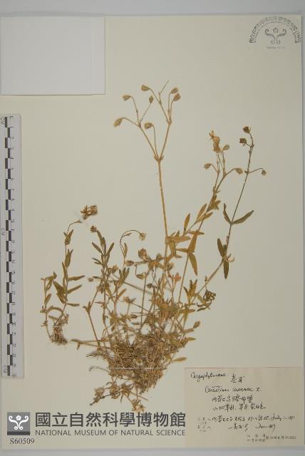 卷耳藏品圖，第1張