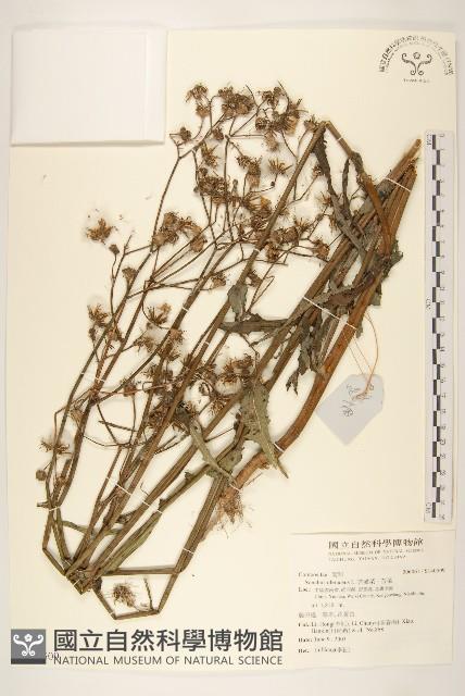 苦滇菜、苦菜藏品圖，第1張