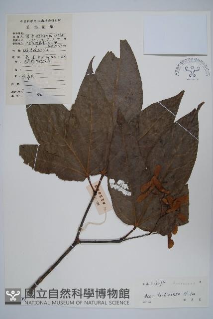 粗柄槭藏品圖，第1張