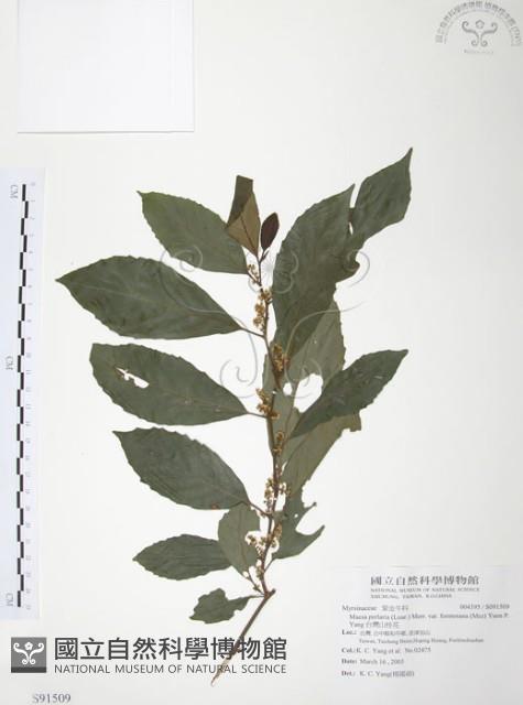 台灣山桂花藏品圖，第1張