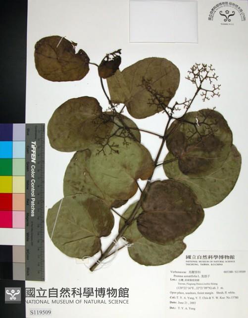 臭娘子藏品圖，第1張