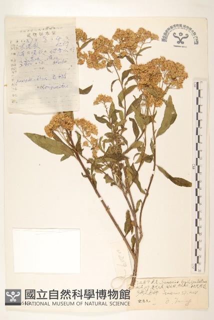 登錄號:S022619藏品圖，第1張