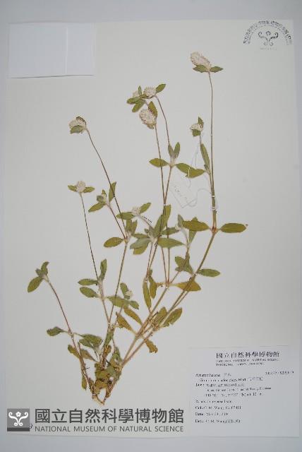 假千日紅藏品圖，第1張