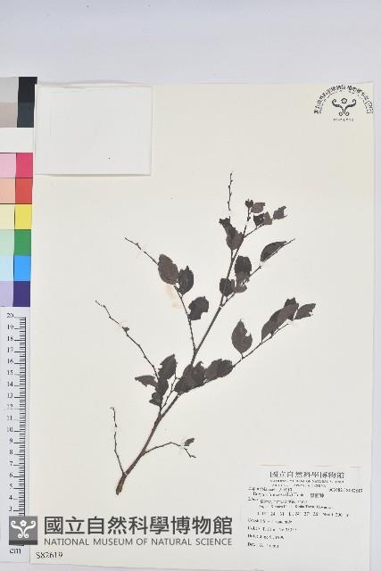 黑面神藏品圖，第1張