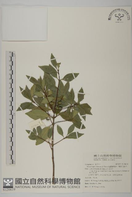 福建賽衛矛、福建假衛矛藏品圖，第1張