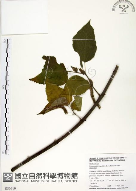 構樹藏品圖，第1張