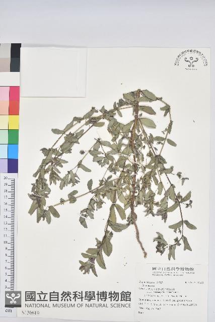 登錄號:S130619藏品圖，第1張