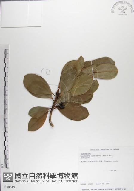 呂宋毛蕊木藏品圖，第1張