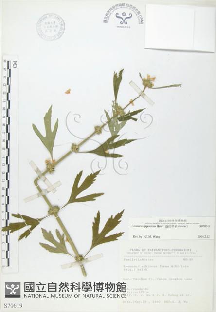 益母草藏品圖，第1張