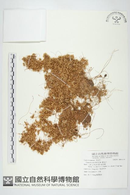 菟絲子藏品圖，第1張