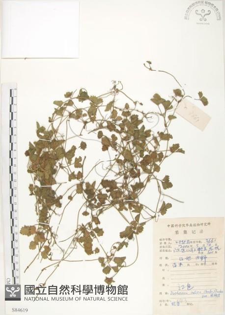 登錄號:S084619藏品圖，第1張