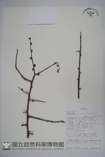 登錄號:S093619藏品圖，第1張