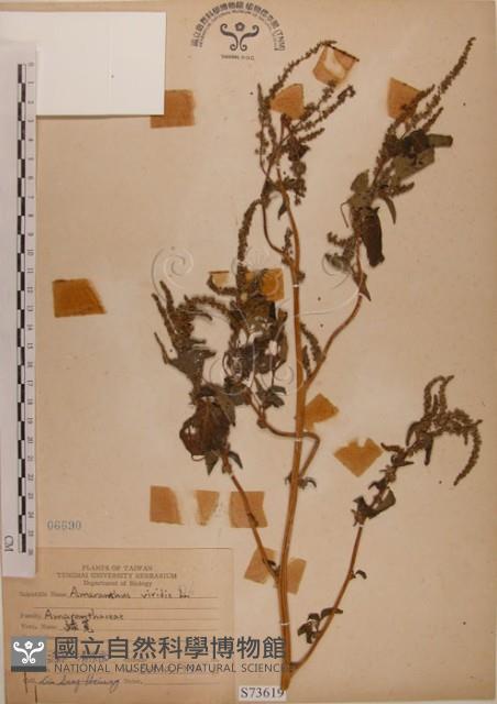 野莧菜藏品圖，第1張