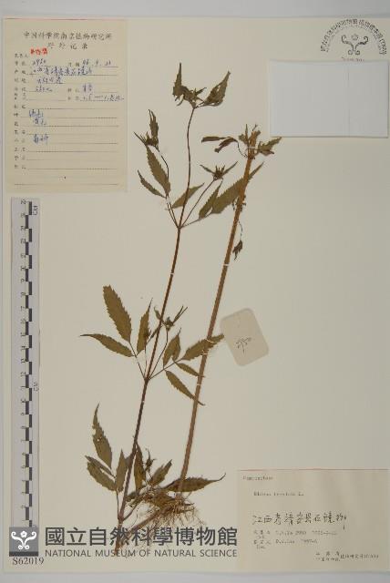 大狼把草藏品圖，第1張