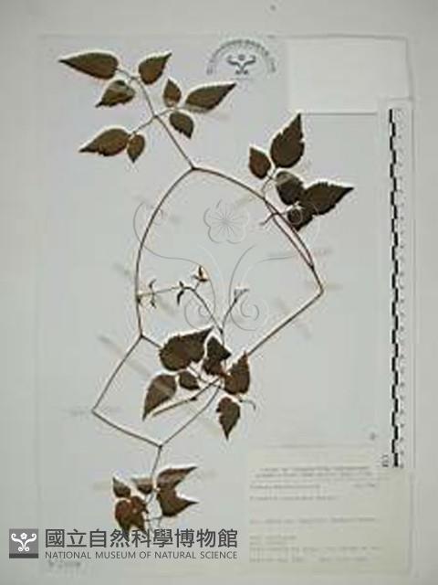 小木通藏品圖，第1張