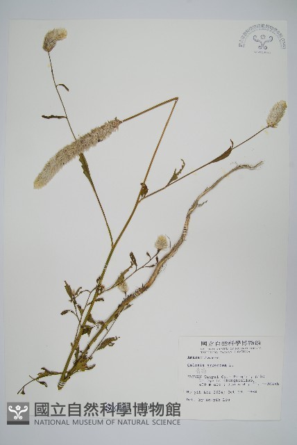 青葙藏品圖，第1張